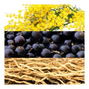 EAU DE LACOSTE L.12.12 POUR ELLE Elégant 90ml – Image 3